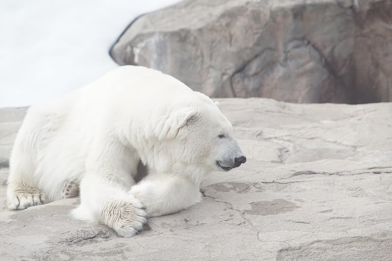 Polar Discoveries