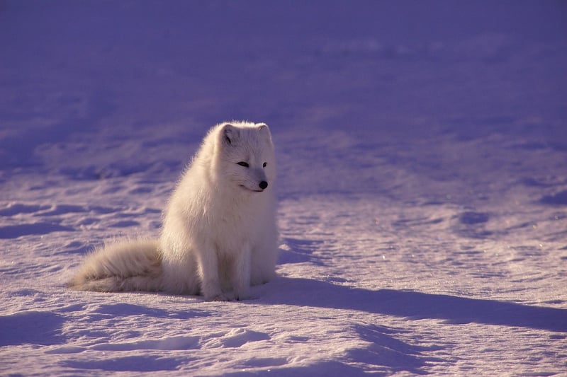 Polar Discoveries